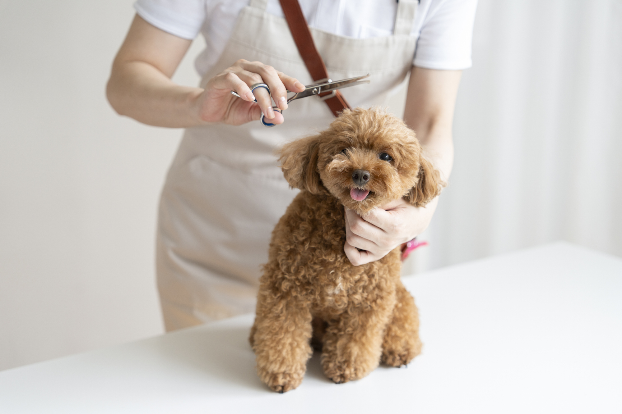 犬のトリミング