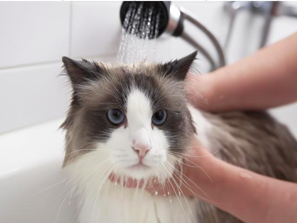 猫のトリミング